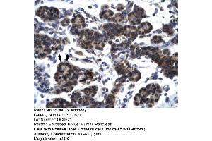 Human Pancrease (SMAD3 antibody  (N-Term))