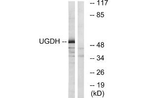 Western blot analysis of extracts from COLO cells, using UGDH antibody. (UGDH antibody  (C-Term))