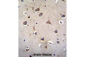 ZNF665 Antibody (N-term) immunohistochemistry analysis in formalin fixed and paraffin embedded human brain tissue followed by peroxidase conjugation of the secondary antibody and DAB staining. (ZNF665 antibody  (N-Term))