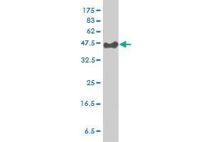 Cytohesin 3 antibody  (AA 1-179)