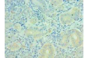 Immunohistochemistry of paraffin-embedded human pancreatic tissue using ABIN7160627 at dilution of 1:100 (MTM1 antibody  (AA 484-603))