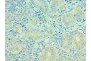 Immunohistochemistry of paraffin-embedded human pancreatic tissue using ABIN7160627 at dilution of 1:100 (MTM1 antibody  (AA 484-603))