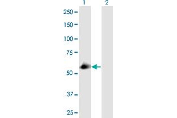SEC23IP antibody  (AA 1-486)