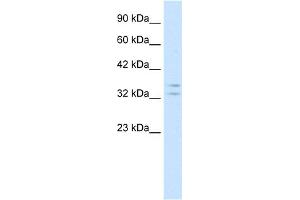 WB Suggested Anti-POU1F1 Antibody Titration: 1.