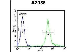 MRPS24 Antibody (Center) (ABIN654454 and ABIN2844188) flow cytometric analysis of  cells (right histogram) compared to a negative control cell (left histogram). (MRPS24 antibody  (AA 21-50))