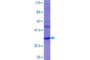 DEFA6 Protein (AA 1-100) (GST tag)