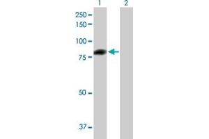 Western Blot analysis of C1S expression in transfected 293T cell line by C1S MaxPab polyclonal antibody.