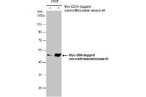 WB Image Non-transfected (–) and transfected (+) 293T whole cell extracts (30 μg) were separated by 10% SDS-PAGE, and the membrane was blotted with serine/threonine kinase 40 antibody [N3C3] , diluted at 1:5000. (STK40 antibody)