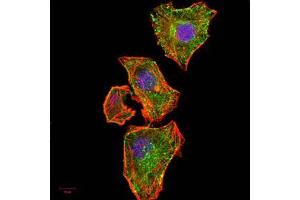 Immunofluorescence (IF) image for anti-Nuclear Factor of kappa Light Polypeptide Gene Enhancer in B-Cells Inhibitor, alpha (NFKBIA) (AA 150-291) antibody (ABIN5542657)