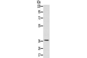 Western Blotting (WB) image for anti-cAMP Responsive Element Binding Protein 1 (CREB1) antibody (ABIN2421440) (CREB1 antibody)
