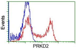 Image no. 3 for anti-Protein Kinase D2 (PKD2) antibody (ABIN1500413) (PKD2 antibody)