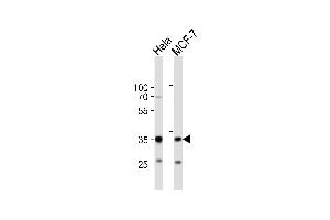 Western blot analysis of lysates from Hela, MCF-7 cell line (from left to right), using SNAI1 Antibody (N-term R8) (ABIN388812 and ABIN2839130). (SNAIL antibody  (N-Term))