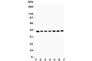 Western blot testing of Decorin antibody and Lane 1:  rat liver;  2: (r) kidney;  3: (r) spleen;  4: (r) lung;  5: human MCF-7;  6: (h) SW620;  7: (h) HEPG2 (Decorin antibody  (AA 31-359))