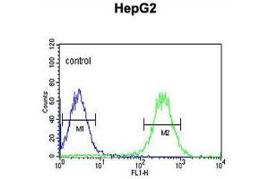 ARSI Antibody (C-term) flow cytometric analysis of HepG2 cells (right histogram) compared to a negative control cell (left histogram). (Arylsulfatase I antibody  (C-Term))