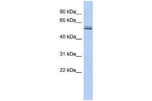 BTN2A1 antibody used at 1 ug/ml to detect target protein. (BTN2A1 antibody  (N-Term))
