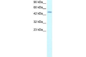 WB Suggested Anti-ALX4 Antibody Titration:  0. (ALX4 antibody  (N-Term))