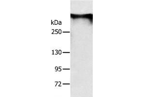 RYR1 antibody
