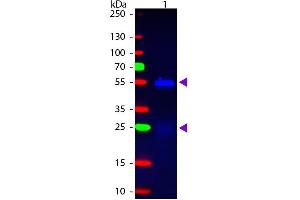 Western blot of Fluorescein conjugated Donkey Anti-Rabbit IgG Pre-Adsorbed secondary antibody. (Donkey anti-Rabbit IgG (Heavy & Light Chain) Antibody (FITC) - Preadsorbed)