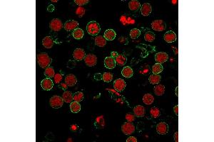 Immunofluorescence staining of MOLT-4 cells using CD6 MAb (3F7B5) followed by goat anti-Mouse IgG conjugated to CF488 (green). (CD6 antibody)