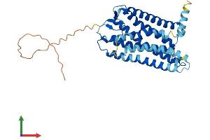 AlphaFold protein structure predicition of Human Recombinant OR8G5 Protein, UniprotID Q8NG78 (OR8G5 Protein (AA 1-346) (His tag))