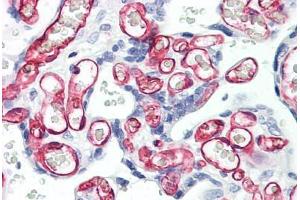 Anti-CD34 antibody IHC staining of human placenta. (CD34 antibody)