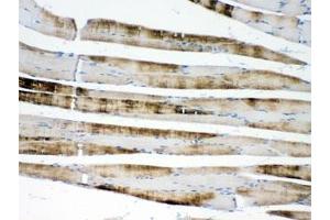 IHC testing of FFPE rat skeletal muscle with ACTN3 antibody at 1ug/ml. (ACTN3 antibody  (AA 574-617))