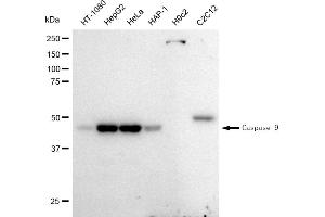 Western blotting analysis using Caspase 9 antibody (ABIN7797910).