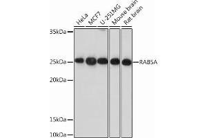 Western blot analysis of extracts of various cell lines, using RAA Rabbit mAb (ABIN7269810) at 1:1000 dilution. (RAB5 antibody)