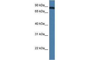 WB Suggested Anti-Traf3ip1 Antibody Titration: 1. (TRAF3IP1 antibody  (N-Term))