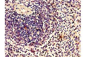 Immunohistochemistry of paraffin-embedded human spleen tissue using ABIN7165052 at dilution of 1:100