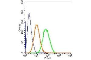 Human HepG2 cells probed with Rabbit Anti-CK7 Polyclonal Antibody, FITC Conjugated . (Cytokeratin 7 antibody  (AA 251-350) (FITC))