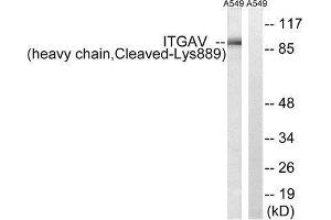 Western Blotting (WB) image for anti-Integrin alpha V (ITGAV) (Cleaved-Lys889) antibody (ABIN1853573) (CD51 antibody  (Cleaved-Lys889))