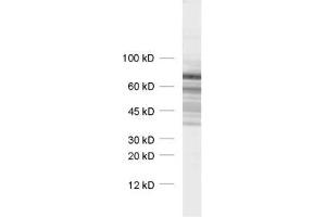 Synapsin III antibody  (AA 417-434)