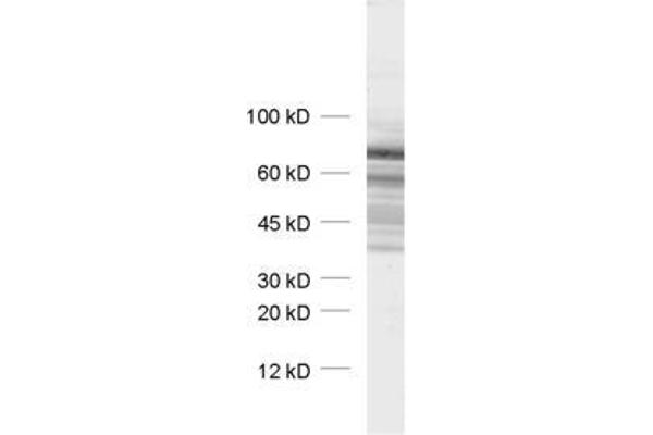 Synapsin III antibody  (AA 417-434)