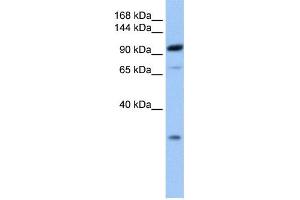 WB Suggested Anti-AP2B1 Antibody Titration: 0. (AP2B1 antibody  (C-Term))