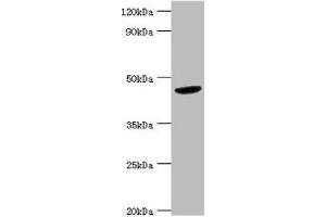 Western blot All lanes: BCKDK antibody at 5 μg/mL + Hela whole cell lysate Secondary Goat polyclonal to rabbit IgG at 1/10000 dilution Predicted band size: 47, 38, 42 kDa Observed band size: 47 kDa (BCKDK antibody  (AA 153-412))