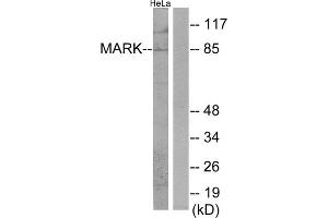Western Blotting (WB) image for anti-MAP/microtubule Affinity-Regulating Kinase 1 (MARK1) (Internal Region) antibody (ABIN1850026) (MARK1 antibody  (Internal Region))