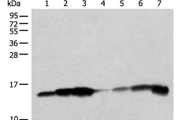 CISD1 antibody