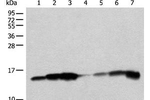 Western blot analysis of 293T cell PC-3 cell HEPG2 cell Mouse liver tissue lysates using CISD1 Polyclonal Antibody at dilution of 1:250