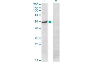 Western Blot analysis of PRKX expression in transfected 293T cell line by PRKX monoclonal antibody (M01), clone 1H7.