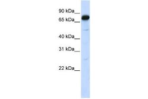 Western Blotting (WB) image for anti-Angiomotin (AMOT) antibody (ABIN2458106) (Angiomotin antibody)