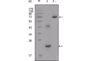 Western Blot showing IGFBP2 antibody used against truncated IGFBP2-His recombinant protein (1) and truncated IGFBP2 (aa40-328)-hIgGFc transfected CHO-K1 cell lysate (2). (IGFBP2 antibody  (AA 180-328))