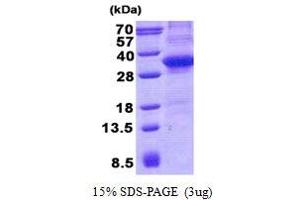 Image no. 1 for CD34 (CD34) protein (His tag) (ABIN1098538)