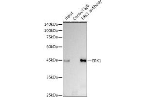 Immunoprecipitation analysis of 300 μg extracts of HeLa cells using 3 μg ERK1 antibody . (ERK1 antibody)