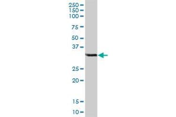 CCDC148 antibody  (AA 1-255)