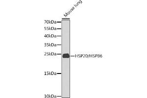 Western blot analysis of extracts of mouse lung, using HSP20/HSP20/HSPB6 antibody (ABIN6130465, ABIN6142057, ABIN6142059 and ABIN6225231) at 1:1000 dilution. (HSPB6 antibody  (AA 1-160))