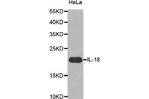 Western blot analysis of extracts of HeLa cells, using IL18 antibody (ABIN5970466) at 1/1000 dilution. (IL-18 antibody)