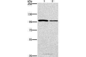 Western blot analysis of NIH/3T3 and A172 cell, using CARD14 Polyclonal Antibody at dilution of 1:800 (CARD14 antibody)