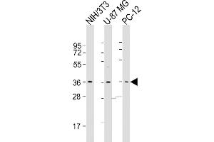 All lanes : Anti-COPS5 Antibody (Center) at 1:500-1:1000 dilution Lane 1: NIH/3T3 whole cell lysates Lane 2: U-87 MG whole cell lysates Lane 3: PC-12 whole cell lysates Lysates/proteins at 20 μg per lane. (COPS5 antibody  (AA 187-222))
