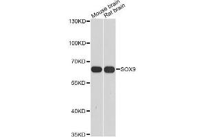 Western blot analysis of extracts of various cell lines, using SOX9 antibody (ABIN5998924) at 1/1000 dilution. (SOX9 antibody)